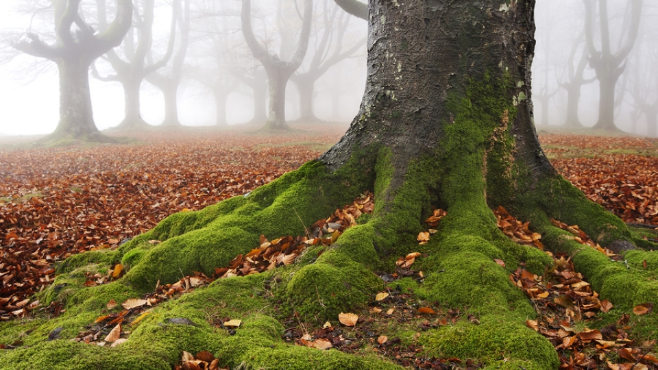 Ett träds mossiga rötter en dimmig dag i en lövskog