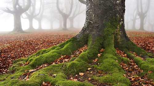 Ett träds mossiga rötter en dimmig dag i en lövskog