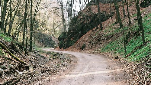 Grusväg genom ett bergigt skogsparti